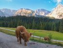 alm hochlandrind